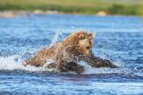 Adult male brown bear chasing sockey salmon photo