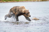 Brown bear chasing Sockeye salmon.