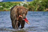 Brown bear and Sockeye salmon photo