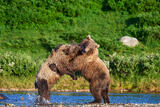Brown Bears Wrestling in Spray, Katmai