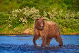 Brown Bear Looking Back in River, Katmai