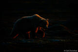 Backlit Brown Bear on Tundra at Dusk, Katmai