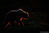 Rim-Lit Brown Bear Walking at Last Light, Katmai