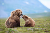 Brown Bear Sow and Cub Interacting, Katmai