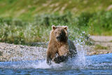 Brown Bear Running in River Throwing Spray, Katmai