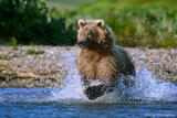 Brown Bear Chasing Salmon in River, Katmai