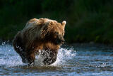 Brown Bear Running in Shallow River, Katmai