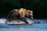 Brown Bear Running in Warm Light, Katmai River