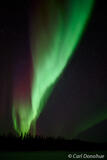 Vertical Aurora Columns Above Spruce Forest, Alaska