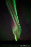 Curtain of Aurora Above Spruce Forest, Alaska