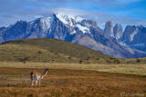 Guanaco and Torres del Paine, Patagonia, Chile.