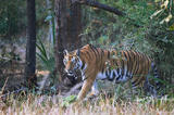 Bengal tigress, Bandhavgarh Tiger Preserve, India.