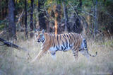 Female tiger, Bandhavgarh National Park, India.