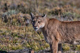 Puma, female, Patagonia Chile.