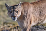Female mountain lion or puma, Chile.