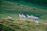 Band of Dall sheep rams, MacColl Ridge, Wrangell-St. Elias Natio