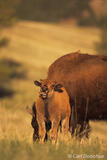Bison Calf, poking out tongue, Black Hills, South Dakota