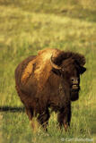 Plains Bison, Flehmen, Custer State Park