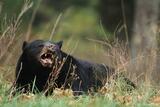 Black bear snarling Great Smoky Mountains National Park