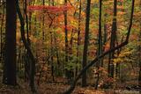  Cohutta Wilderness Fall Colors