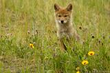 Coyote pup photo.