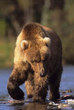 Brown bear walking in a river