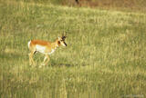 Pronghorn buck running.