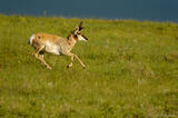 Pronghorn buck running across the prairie.