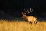 Bull elk standing morning light Yellowstone National Park, Wyomi