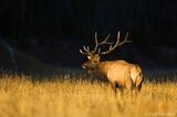 Bull elk standing morning light Yellowstone National Park, Wyomi