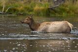 Cow elk photo Yellowstone National Park, Wyoming