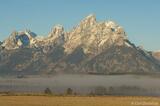 Elk and The Tetons, Grand Teton National Park, Wyoming