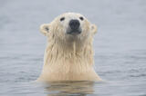 Polar Bear swimming Beaufort Sea, Alaska.