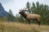 Bull Elk bugling photo from Jasper National Park, Canada