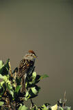 American Tree Sparrow, Spizella arborea, Alaska