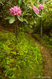 Appalachian Trail, rhododendron bloom, Tray Mountain, Georgia