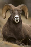 Bighorn Sheep Photo, Jasper, Alberta, Canada.