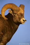 Bighorn Sheep, Jasper, Alberta, Canada