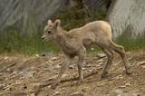 Bighorn sheep lamb in Jasper National Park