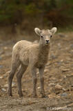 Canadian Rockies wildlife Bighorn sheep lamb