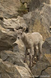 Bighorn sheep lamb