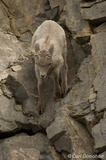 Bighorn sheep lamb descending steep cliffs