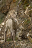 Bighorn sheep lamb on a ledge