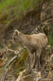 Bighorn sheep lamb on a mountain