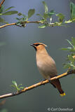 Bohemian Waxwing, perched in willow, Wrangell St. Elias, Alaska