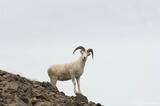 Dall Sheep ram Wrangell St. Elias National Park Alaska