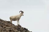Dall Sheep ram in mountains, Wrangell St. Elias National Park
