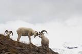 Dall Sheep rams in mountains, Wrangell St. Elias National Park