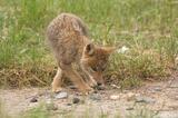 A coy coyote puppy photo