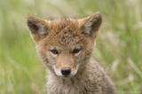 Curious coyote pup photo